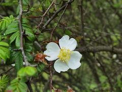 -硗碛藏寨·神木垒景区