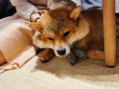 -逗柴咖啡屋·狗咖猫咖宠物桌游