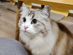 -柴迷FANS CLUB·柴犬狗咖·猫咖
