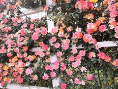 -名花谷生态庄园