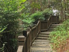 -铁山坪森林公园