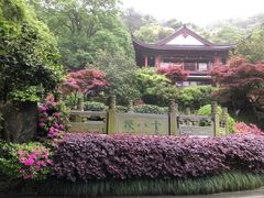 -十八棵（老龙井）御茶园(老龙井店)