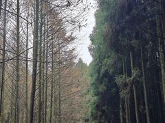 -山王坪喀斯特国家生态公园