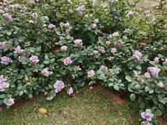 -人民公园(罗湖区)