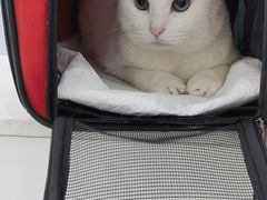 -纳吉亚猫专科动物诊疗中心(蒋宅口分院)