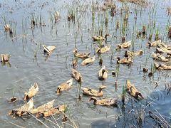 -野鸭湖国家湿地公园