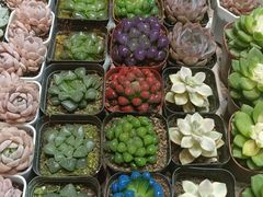 -朝来春花卉市场