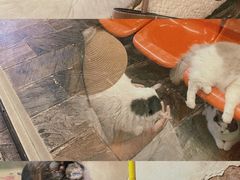 -猫咪博物馆(顶澳仔猫街店)