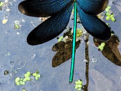 -白水寺森林公园