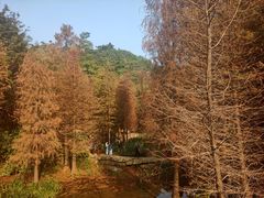 -云溪植物园