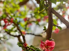 -三圣花乡旅游区