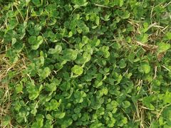 -汉长安城未央宫国家考古遗址公园