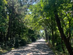 -日照海滨国家森林公园