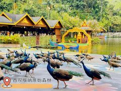 -西双版纳原始森林公园