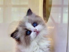 -小猫来了·猫舍(红山六九七九店)