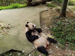 -都江堰中华大熊猫苑