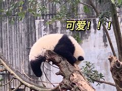 -成都大熊猫繁育研究基地