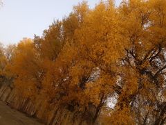 -金塔沙漠胡杨林景区