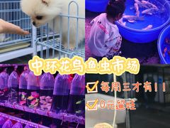 -中环花鸟鱼虫市场