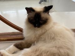 -共舞时光猫咖·狗咖(新街口店)