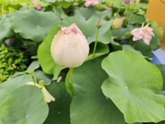 -广州莲花山旅游区