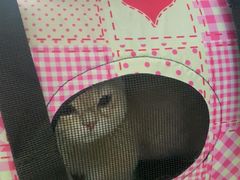 -瑞鹏宠物医院·宠保定点·心脏科·内科(御桥分院)