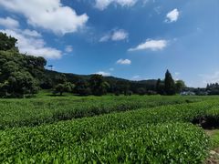-韬光茶庵
