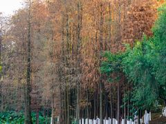 -番禺大夫山森林公园