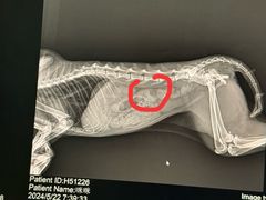 -爱侣宠医·鹦鹉专科·小型哺乳类·异宠专科(灵石路店)