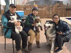 -趣玩宠物乐园寄养训犬训狗游泳池