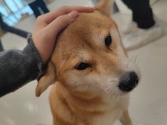-共舞时光猫咖·狗咖(新街口店)