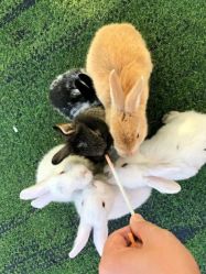 -萌宠亲子动物乐园(槐房万达店)