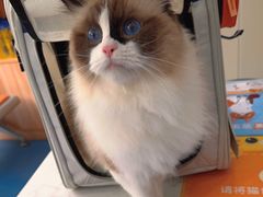 -创凡宠物医院·骨专科  猫科中心(西乡分院)