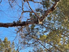 -帽儿山国家森林公园