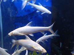 -沙沙哗啦海洋馆(华宇百花谷店)