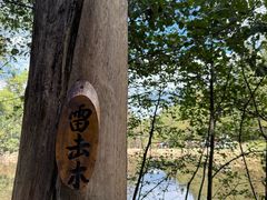 -汤旺河林海奇石景区