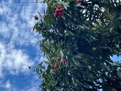 -九里云松·天香餐厅