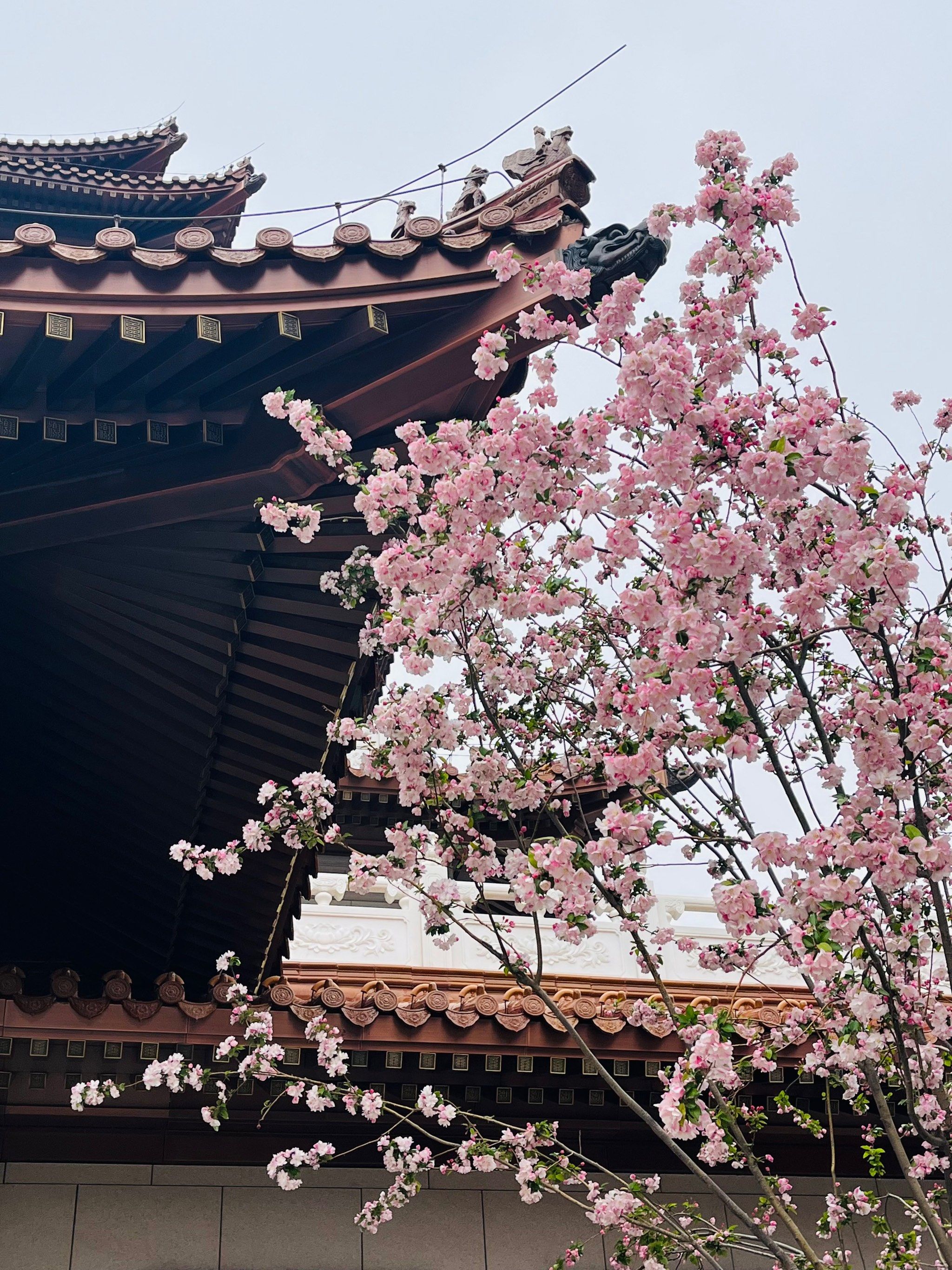 穿过烟雨濛濛的望京遇到文渊阁海棠