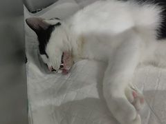 -派特宠物医院(圆融广场店)