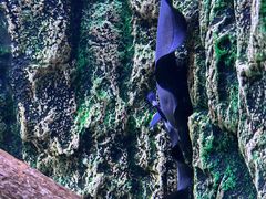 -上海海洋水族馆