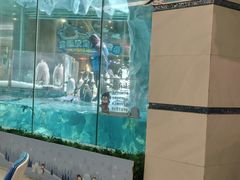 -帝企鹅自助餐厅•儿童岛•真企鹅(长隆企鹅酒店)