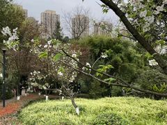 -龙头寺公园