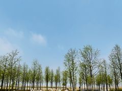 -春花秋色城市公园