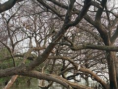 -宝安西湾红树林湿地公园