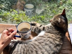 -海边的猫和咖啡馆