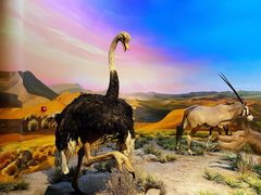 -国家自然博物馆