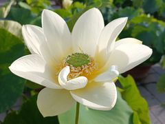 -莲花池公园