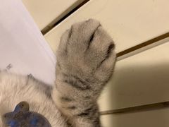 -Cappucimeow猫咪咖啡馆(韦伯时代店)