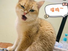 -逗柴咖啡屋·狗咖猫咖宠物桌游