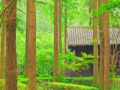 -泗洪洪泽湖湿地景区